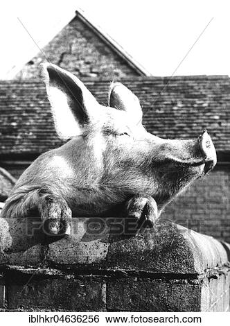 Stock Photograph - Pig, animal portrait, ca. 1960s, exact place unknown, England. Fotosearch