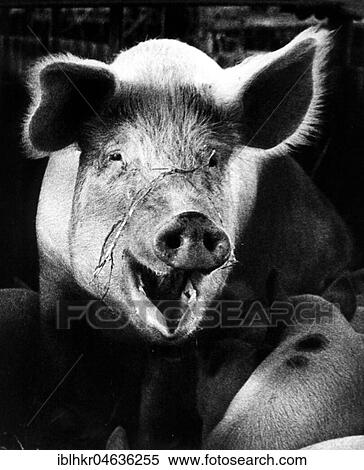 Stock Photography - Pig, animal portrait, ca. 1960s, exact place unknown, England. Fotosearch