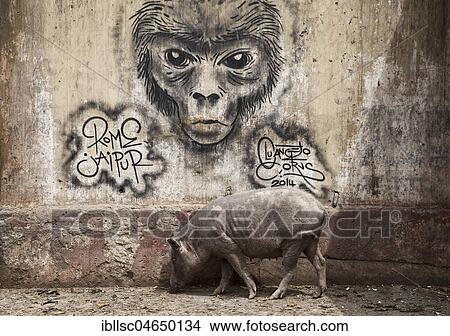 Pig in front of Graffiti, Streetart, Scenery in India, Jaipur, India, Asia View Large Photo Image Picture - Pig in front of Graffiti, Streetart, Scenery in India, Jaipur, India, Asia. Fotosearch
