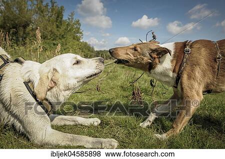 Stock Photo - Playing dogs, pulling on stick, Brandenburg, Germany, Europe. Fotosearch