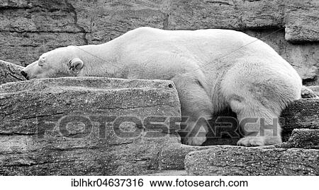 Stock Photograph - Polar bear sleeps with head on stone, ca. 1970s, exact place unknown, Austria, Europe. Fotosearch