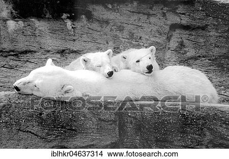 Polar bears, mother animal with two cubs, ca. 1970s, exact place unknown, Austria, Europe View Large Photo Image Picture - Polar bears, mother animal with two cubs, ca. 1970s, exact place unknown, Austria, Europe. Fotosearch