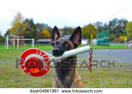 Police dog, Belgian shepherd dog, Malinois, with stopping trowel in the mouth, Hesse, Germany, Europe View Large Photo Image Stock Image - Police dog, Belgian shepherd dog, Malinois, with stopping trowel in the mouth, Hesse, Germany, Europe. Fotosearch