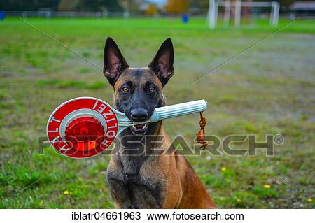 Police dog, Belgian shepherd dog, Malinois, with stopping trowel in the mouth, Hesse, Germany, Europe View Large Photo Image Stock Image - Police dog, Belgian shepherd dog, Malinois, with stopping trowel in the mouth, Hesse, Germany, Europe. Fotosearch