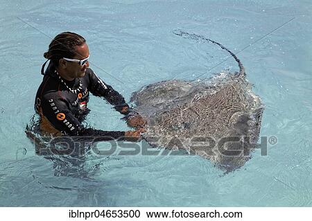 Stock Image - Polynesian, diver, plays in the water with pink whipray (Himantura fai), Moorea, Society Islands, Windward Islands, French Polynesia, Oceania. Fotosearch