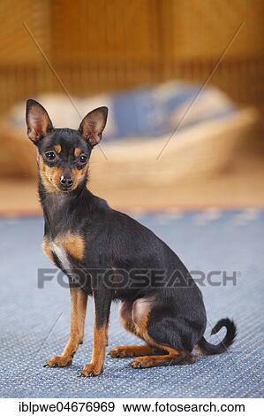 Stock Photo - Prague rattler, bitch, sits on carpet in the living room. Fotosearch