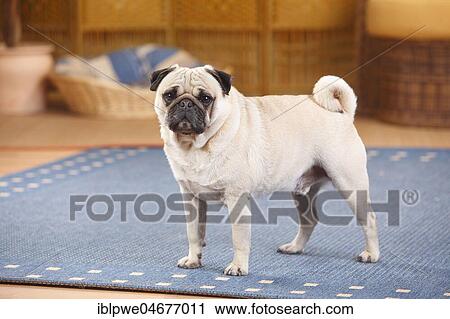 Pug, male, likes carpeting in the living room View Large Photo Image Stock Image - Pug, male, likes carpeting in the living room. Fotosearch