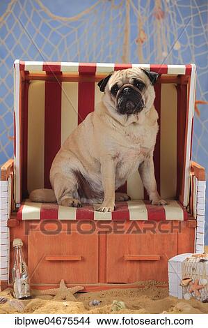 Picture - Pug, male, sitting in beach chair. Fotosearch