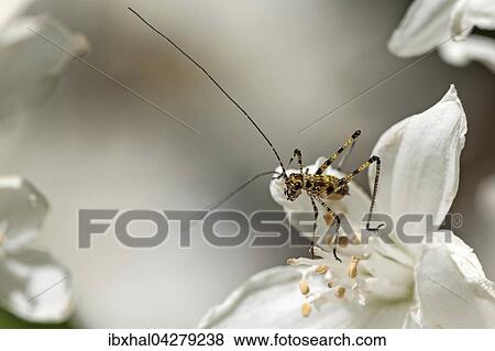 Punktierte Zartschrecke (Leptophyes punctatissima) sitzt auf einer Blute vom Maiblumenstrauch oder Deutzie (Deutzia gracilis), Baden-Wurttemberg, Deutschland, Europa View Large Photo Image Stock Photo - Punktierte Zartschrecke (Leptophyes punctatissima) sitzt auf einer Blute vom Maiblumenstrauch oder Deutzie (Deutzia gracilis), Baden-Wurttemberg, Deutschland, Europa. Fotosearch