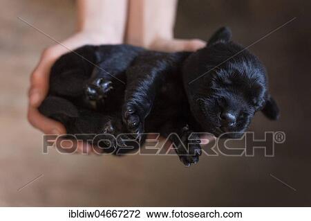 Puppy, small black Labrador dog sleeping, lies in the hands, Germany, Europe View Large Photo Image Stock Image - Puppy, small black Labrador dog sleeping, lies in the hands, Germany, Europe. Fotosearch