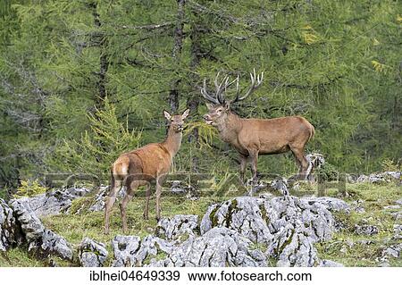 Red deer (cervus elaphus), Deer and doe during rutting season, Upper Austria, Austria, Europe View Large Photo Image Stock Photo - Red deer (cervus elaphus), Deer and doe during rutting season, Upper Austria, Austria, Europe. Fotosearch