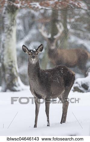 Red deer (Cervus elaphus), female in the snow, Vulkaneifel, Rhineland-Palatinate, Germany, Europe View Large Photo Image Stock Image - Red deer (Cervus elaphus), female in the snow, Vulkaneifel, Rhineland-Palatinate, Germany, Europe. Fotosearch