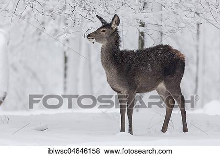 Red deer (Cervus elaphus), female stands in snow, Vulkaneifel, Rhineland-Palatinate, Germany, Europe View Large Photo Image Stock Photo - Red deer (Cervus elaphus), female stands in snow, Vulkaneifel, Rhineland-Palatinate, Germany, Europe. Fotosearch