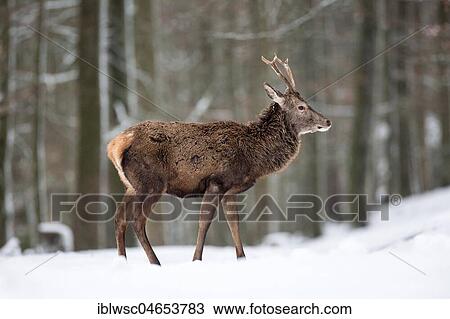 Stock Image - Red deer (Cervus elaphus) in the snowy forest, square, Vulkaneifel, Rhineland-Palatinate, Germany, Europe. Fotosearch