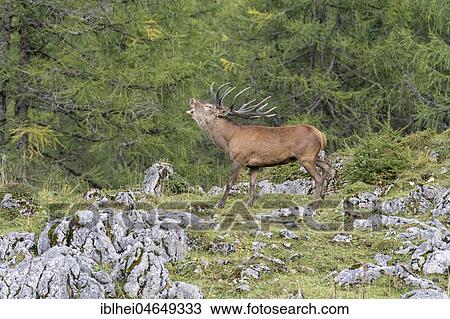 Red deer (Cervus elaphus), roaring deer during rutting season, Upper Austria, Austria, Europe View Large Photo Image Stock Image - Red deer (Cervus elaphus), roaring deer during rutting season, Upper Austria, Austria, Europe. Fotosearch