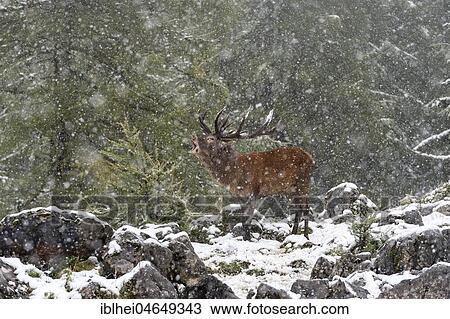 Stock Image - Red deer (Cervus elaphus), roaring deer during rutting season, snowfall, Upper Austria, Austria, Europe. Fotosearch