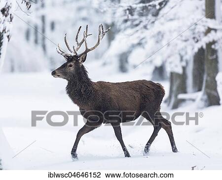 Stock Image - Red deer (Cervus elaphus), runs through snow, Vulkaneifel, Rhineland-Palatinate, Germany, Europe. Fotosearch
