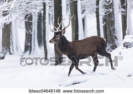 Red deer (Cervus elaphus), runs through snow, Vulkaneifel, Rhineland-Palatinate, Germany, Europe View Large Photo Image Stock Photo - Red deer (Cervus elaphus), runs through snow, Vulkaneifel, Rhineland-Palatinate, Germany, Europe. Fotosearch
