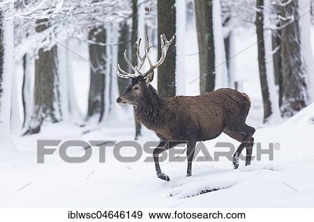 Red deer (Cervus elaphus), runs through snow, Vulkaneifel, Rhineland-Palatinate, Germany, Europe View Large Photo Image Stock Photo - Red deer (Cervus elaphus), runs through snow, Vulkaneifel, Rhineland-Palatinate, Germany, Europe. Fotosearch