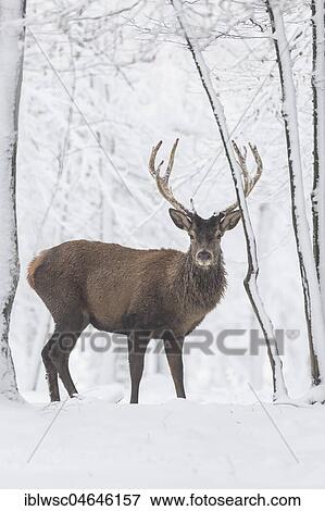 Red deer (Cervus elaphus), stands in snow, Vulkaneifel, Rhineland-Palatinate, Germany, Europe View Large Photo Image Stock Photo - Red deer (Cervus elaphus), stands in snow, Vulkaneifel, Rhineland-Palatinate, Germany, Europe. Fotosearch