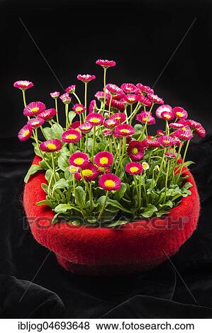 Red felt flowerpot with red Common daisies (Bellis perennis) on black velvet View Large Photo Image Stock Photo - Red felt flowerpot with red Common daisies (Bellis perennis) on black velvet. Fotosearch