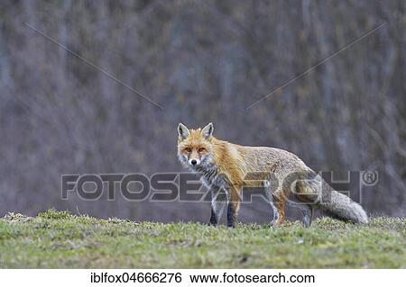 Red fox (Vulpes vulpes), on meadow, attentive, facing camera, Tyrol, Austria, Europe View Large Photo Image Stock Photograph - Red fox (Vulpes vulpes), on meadow, attentive, facing camera, Tyrol, Austria, Europe. Fotosearch