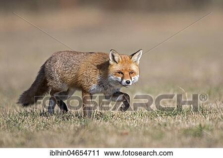 Red fox (Vulpes vulpes) with winter fur, running, Biosphere Reserve Mittelelbe, Saxony-Anhalt, Germany, Europe View Large Photo Image Stock Image - Red fox (Vulpes vulpes) with winter fur, running, Biosphere Reserve Mittelelbe, Saxony-Anhalt, Germany, Europe. Fotosearch