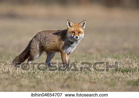 Stock Photo - Red fox (Vulpes vulpes) with winter fur, Biosphere Reserve Mittelelbe, Saxony-Anhalt, Germany, Europe. Fotosearch