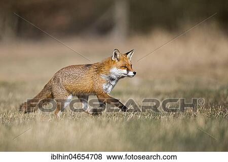 Red fox (Vulpes vulpes) with winter fur, running, Biosphere Reserve Mittelelbe, Saxony-Anhalt, Germany, Europe View Large Photo Image Stock Photo - Red fox (Vulpes vulpes) with winter fur, running, Biosphere Reserve Mittelelbe, Saxony-Anhalt, Germany, Europe. Fotosearch