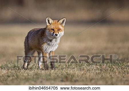 Red fox (Vulpes vulpes) with winter fur, Biosphere Reserve Mittelelbe, Saxony-Anhalt, Germany, Europe View Large Photo Image Stock Photography - Red fox (Vulpes vulpes) with winter fur, Biosphere Reserve Mittelelbe, Saxony-Anhalt, Germany, Europe. Fotosearch