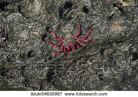 Red rock crab (Grapsus grapsus) on rocks, coast near San Juan de La Rambla, Tenerife, Spain, Europe View Large Photo Image Stock Photo - Red rock crab (Grapsus grapsus) on rocks, coast near San Juan de La Rambla, Tenerife, Spain, Europe. Fotosearch