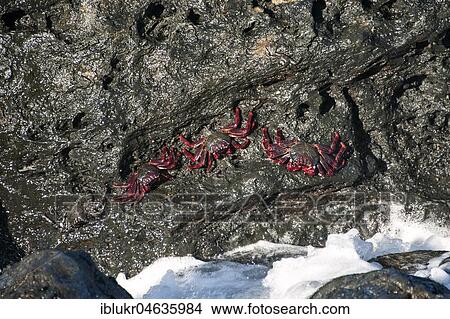 Red rock crabs (Grapsus grapsus) on rocks, coast near San Juan de La Rambla, Tenerife, Spain, Europe View Large Photo Image Picture - Red rock crabs (Grapsus grapsus) on rocks, coast near San Juan de La Rambla, Tenerife, Spain, Europe. Fotosearch