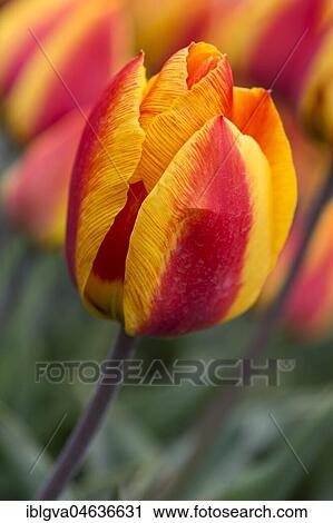 Red-yellow flowering Tulip (Tulipa), sort Orange van Eijk, Bollenstreek, Netherlands View Large Photo Image Stock Image - Red-yellow flowering Tulip (Tulipa), sort Orange van Eijk, Bollenstreek, Netherlands. Fotosearch