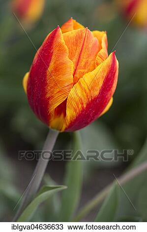 Stock Image - Red-yellow flowering Tulip (Tulipa), sort Orange van Eijk, Bollenstreek, Netherlands. Fotosearch