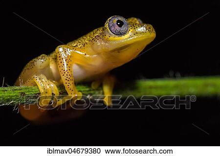 Reedfrog species (Heterixalus punctatus), Andasibe National Park, Madagascar, Africa View Large Photo Image Stock Image - Reedfrog species (Heterixalus punctatus), Andasibe National Park, Madagascar, Africa. Fotosearch