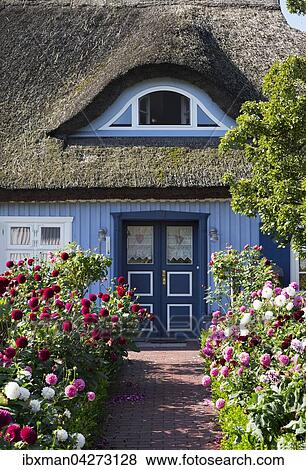 Reetdach-Haus, Born auf Darss, Fischland-Darss-Zingst, Mecklenburg-Vorpommern, Deutschland, Europa View Large Photo Image Stock Photo - Reetdach-Haus, Born auf Darss, Fischland-Darss-Zingst, Mecklenburg-Vorpommern, Deutschland, Europa. Fotosearch