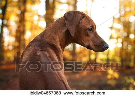 Rhodesian Ridgeback dog with red-brown fur in the forest, warm light, Germany, Europe View Large Photo Image Stock Photo - Rhodesian Ridgeback dog with red-brown fur in the forest, warm light, Germany, Europe. Fotosearch