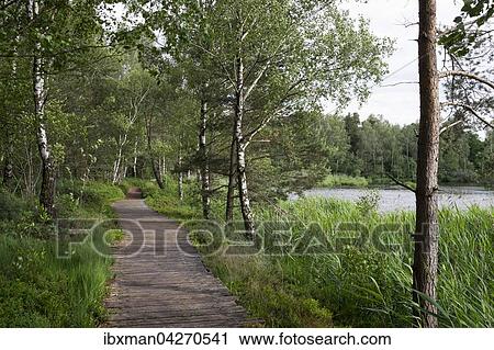 Riedsee im Wurzacher Ried, Bad Wurzach, Oberschwaben, Baden-Wurttemberg, Deutschland, Europa View Large Photo Image Stock Image - Riedsee im Wurzacher Ried, Bad Wurzach, Oberschwaben, Baden-Wurttemberg, Deutschland, Europa. Fotosearch