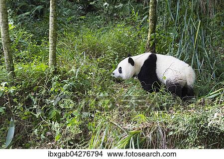 Riesenpanda, auch Grosser Panda (Ailuropoda melanoleuca), zwei Jahre, China Conservation and Research Center for the Giant Panda, Chengdu, Sichuan, China, Asien View Large Photo Image Picture - Riesenpanda, auch Grosser Panda (Ailuropoda melanoleuca), zwei Jahre, China Conservation and Research Center for the Giant Panda, Chengdu, Sichuan, China, Asien. Fotosearch