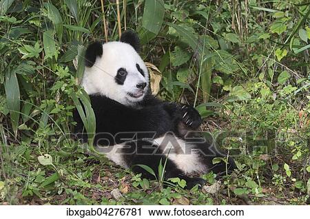 Riesenpanda, auch Grosser Panda (Ailuropoda melanoleuca), zwei Jahre, beim Ausruhen, China Conservation and Research Center for the Giant Panda, Chengdu, Sichuan, China, Asien View Large Photo Image Stock Image - Riesenpanda, auch Grosser Panda (Ailuropoda melanoleuca), zwei Jahre, beim Ausruhen, China Conservation and Research Center for the Giant Panda, Chengdu, Sichuan, China, Asien. Fotosearch