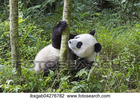 Stock Image - Riesenpanda, auch Grosser Panda (Ailuropoda melanoleuca), zwei Jahre, China Conservation and Research Center for the Giant Panda, Chengdu, Sichuan, China, Asien. Fotosearch