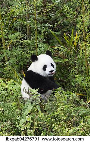 Riesenpanda, auch Grosser Panda (Ailuropoda melanoleuca), zwei Jahre, China Conservation and Research Center for the Giant Panda, Chengdu, Sichuan, China, Asien View Large Photo Image Stock Image - Riesenpanda, auch Grosser Panda (Ailuropoda melanoleuca), zwei Jahre, China Conservation and Research Center for the Giant Panda, Chengdu, Sichuan, China, Asien. Fotosearch
