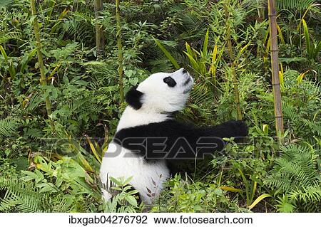 Riesenpanda, auch Grosser Panda (Ailuropoda melanoleuca), zwei Jahre, China Conservation and Research Center for the Giant Panda, Chengdu, Sichuan, China, Asien View Large Photo Image Stock Image - Riesenpanda, auch Grosser Panda (Ailuropoda melanoleuca), zwei Jahre, China Conservation and Research Center for the Giant Panda, Chengdu, Sichuan, China, Asien. Fotosearch