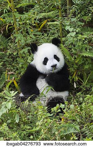 Stock Image - Riesenpanda, auch Grosser Panda (Ailuropoda melanoleuca), zwei Jahre, China Conservation and Research Center for the Giant Panda, Chengdu, Sichuan, China, Asien. Fotosearch
