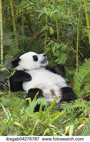 Riesenpanda, auch Grosser Panda (Ailuropoda melanoleuca), zwei Jahre, beim Ausruhen, China Conservation and Research Center for the Giant Panda, Chengdu, Sichuan, China, Asien View Large Photo Image Stock Photo - Riesenpanda, auch Grosser Panda (Ailuropoda melanoleuca), zwei Jahre, beim Ausruhen, China Conservation and Research Center for the Giant Panda, Chengdu, Sichuan, China, Asien. Fotosearch