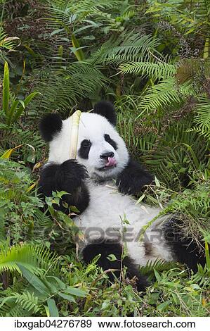 Riesenpanda, auch Grosser Panda (Ailuropoda melanoleuca), zwei Jahre, beim Ausruhen, China Conservation and Research Center for the Giant Panda, Chengdu, Sichuan, China, Asien View Large Photo Image Stock Photo - Riesenpanda, auch Grosser Panda (Ailuropoda melanoleuca), zwei Jahre, beim Ausruhen, China Conservation and Research Center for the Giant Panda, Chengdu, Sichuan, China, Asien. Fotosearch