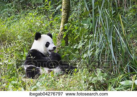 Riesenpanda, auch Grosser Panda (Ailuropoda melanoleuca), zwei Jahre, China Conservation and Research Center for the Giant Panda, Chengdu, Sichuan, China, Asien View Large Photo Image Stock Photo - Riesenpanda, auch Grosser Panda (Ailuropoda melanoleuca), zwei Jahre, China Conservation and Research Center for the Giant Panda, Chengdu, Sichuan, China, Asien. Fotosearch