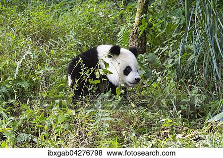 Stock Photo - Riesenpanda, auch Grosser Panda (Ailuropoda melanoleuca), zwei Jahre, China Conservation and Research Center for the Giant Panda, Chengdu, Sichuan, China, Asien. Fotosearch