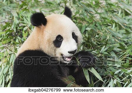Stock Photo - Riesenpanda, auch Grosser Panda (Ailuropoda melanoleuca), adult, beim Fressen von Bambus, China Conservation and Research Center for the Giant Panda, Chengdu, Sichuan, China, Asien. Fotosearch