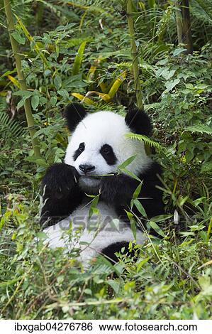 Stock Photograph - Riesenpanda, auch Grosser Panda (Ailuropoda melanoleuca), zwei Jahre, beim Ausruhen, China Conservation and Research Center for the Giant Panda, Chengdu, Sichuan, China, Asien. Fotosearch